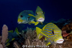 three lip fish by Babula Mikulova 